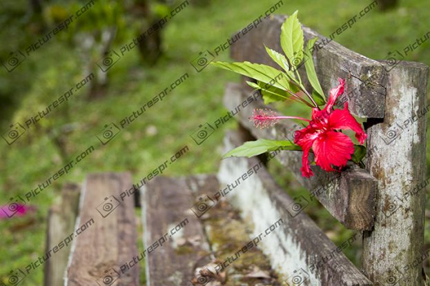 Download Photos Puerto Rico Image Stock | Pictures PR