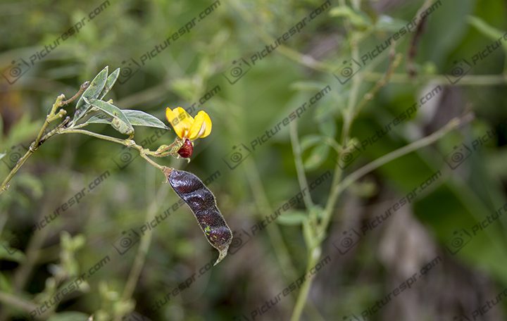 Download Photos Puerto Rico Image Stock | Pictures PR